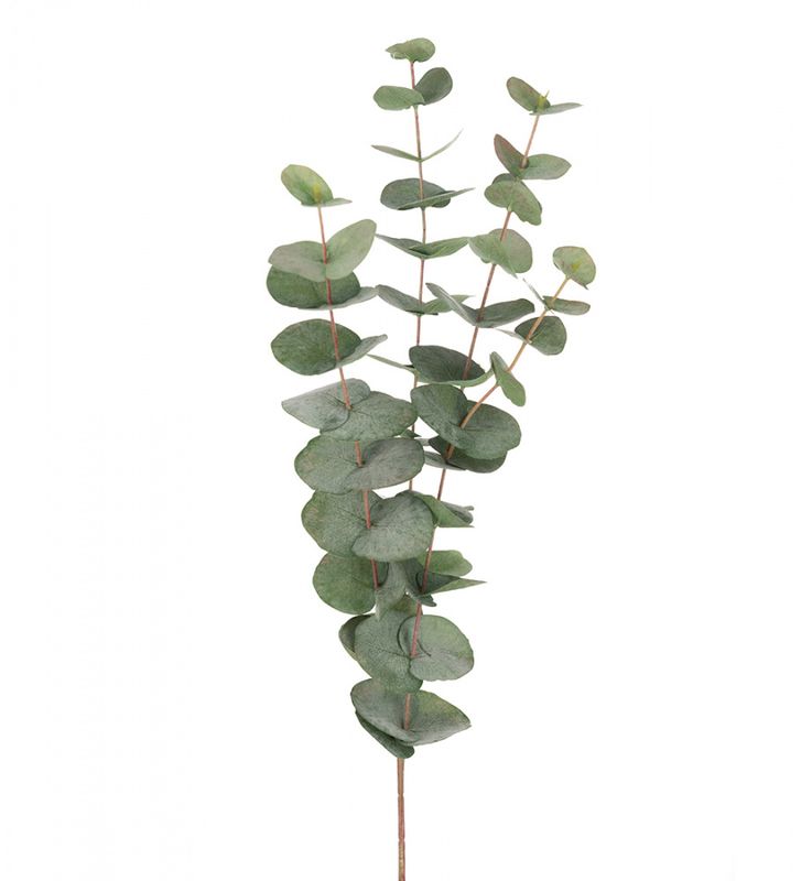 EUCALYPTUS Gren 60cm