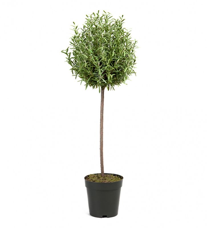 ROSMARIN på Stamme