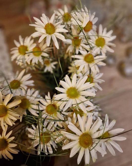Hovedbilde STRÅ med Gul Blomst 