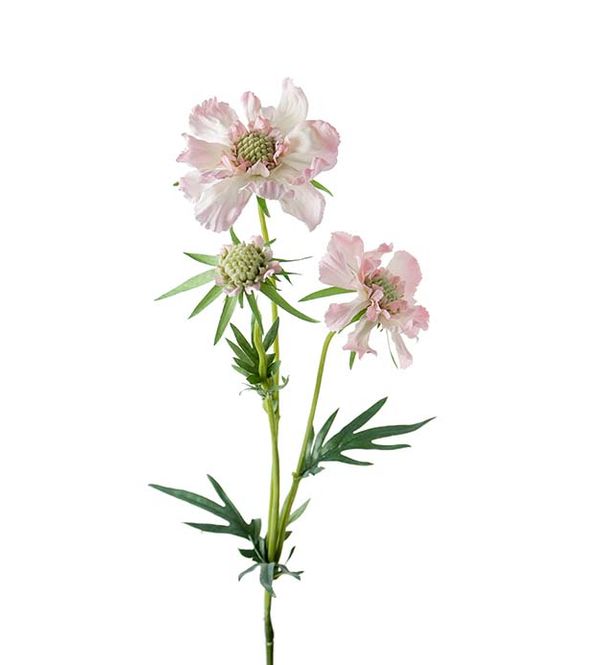 Hovedbilde KVIST Scabiosa Rosa